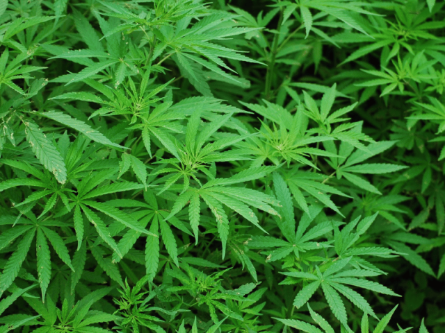 Coffee Shop Lloret de Mar – Cannabis Club & Expérience Unique 2025