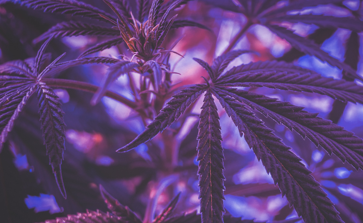 Cannabis club Lloret de Mar - alternative au coffee shop